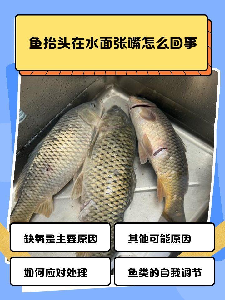 龍魚浮頭張嘴的梗怎么來的，魚浮頭張嘴的梗，源于網絡流行語“龍魚浮頭”和“張嘴”