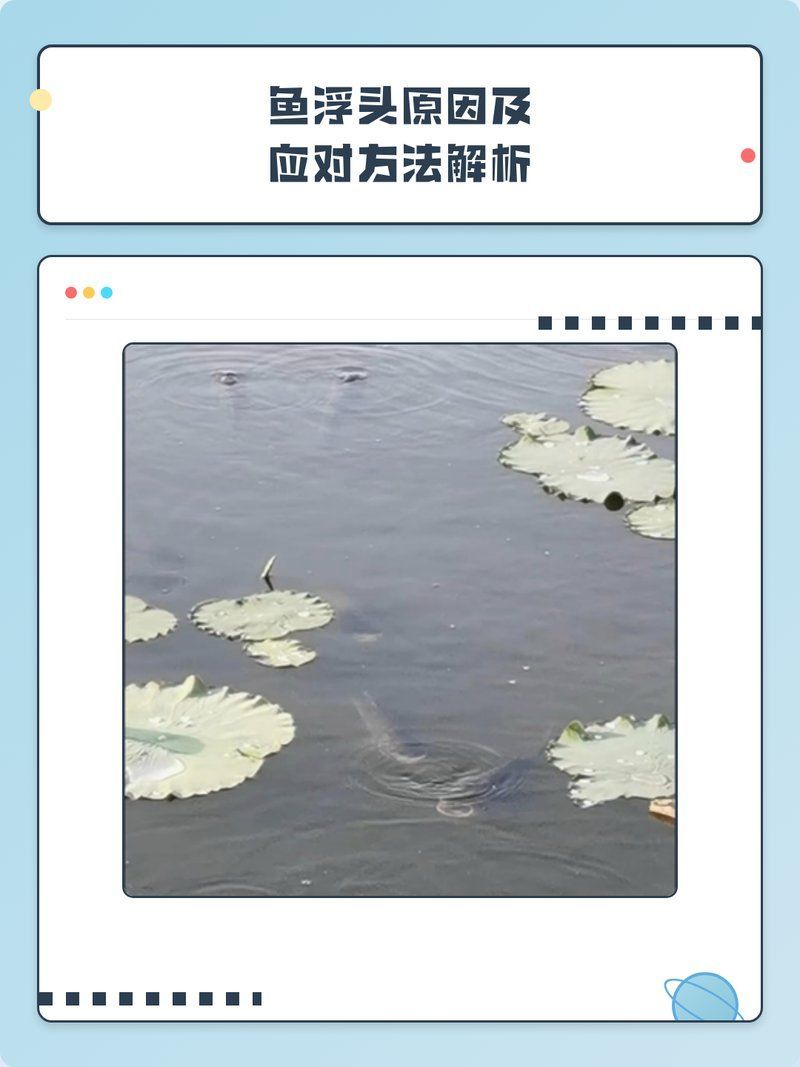 小魚浮頭時如何緊急處理，小魚浮頭怎么辦