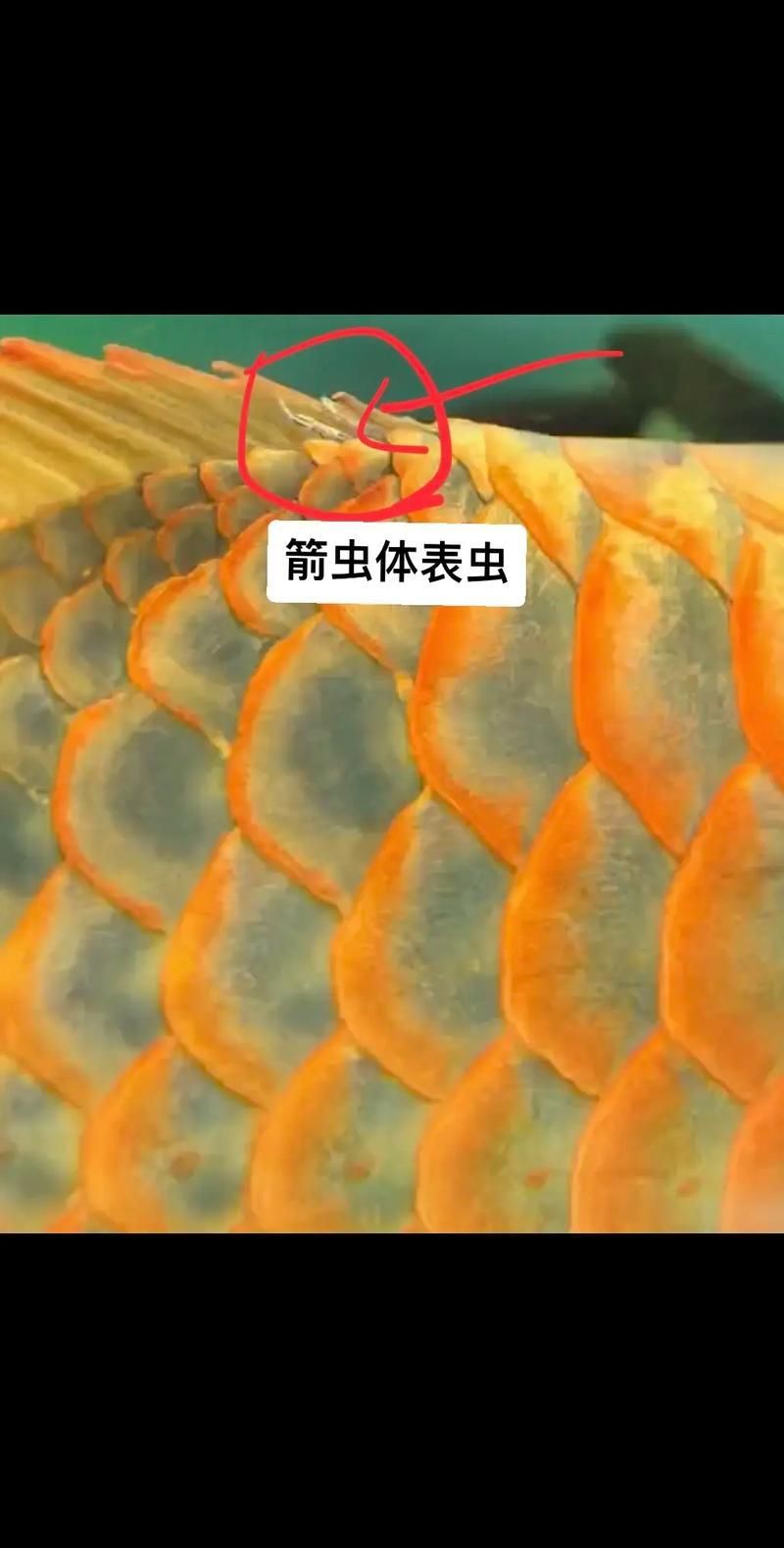 治療龍魚寄生蟲感染期間需要注意什么，治療龍魚寄生蟲感染