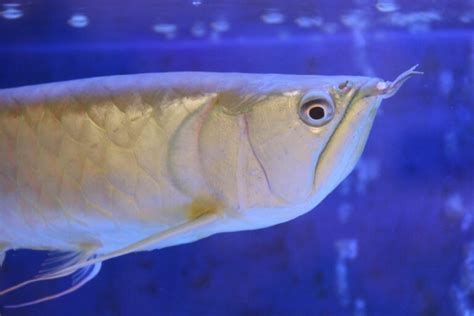 如何判斷銀龍魚是否患有眼睛下垂？，銀龍魚眼睛下垂往往是“氧氣不足”的預警信號