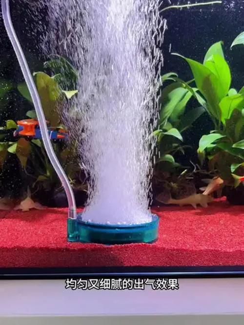 龍魚趴缸的6個原因及處理措施，龍魚趴缸的6個主要原因及處理措施，龍魚趴缸的6個原因及處理措施