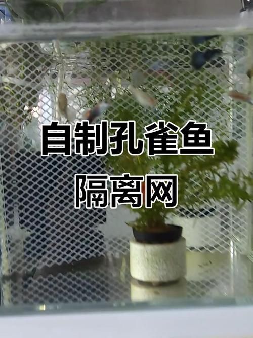 龍魚趴缸的6個原因及處理措施，龍魚趴缸的6個主要原因及處理措施，龍魚趴缸的6個原因及處理措施