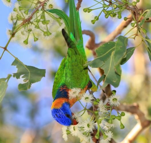 紅尾平克魚需要多大的魚缸，“紅尾平克魚（phractocephalushemioliopterus）