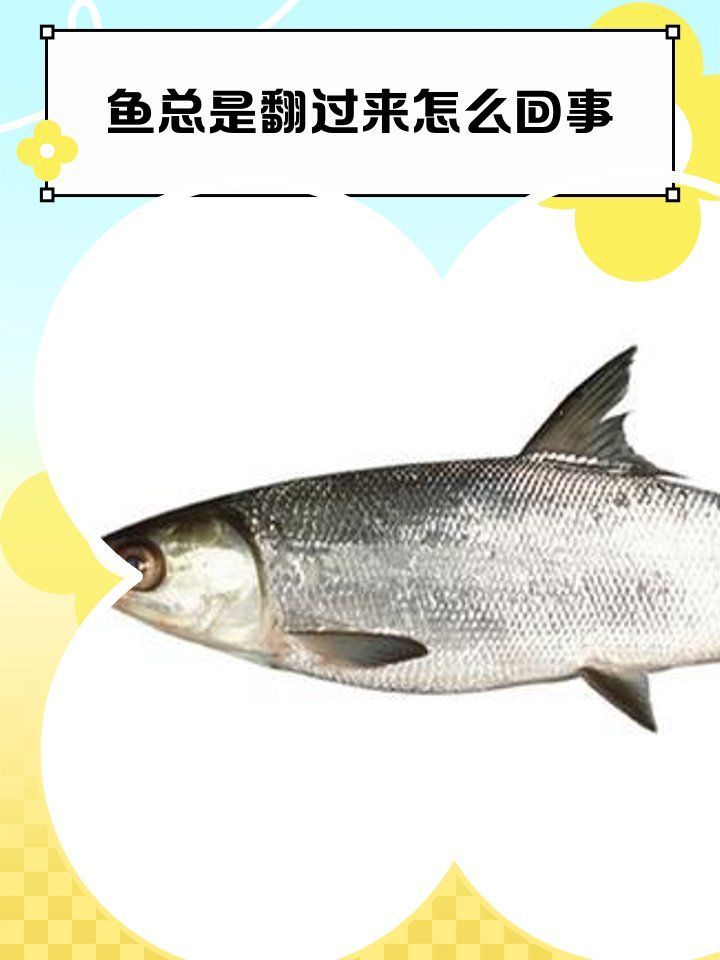 如何預(yù)防金龍魚患魚鰾失調(diào)癥，如何預(yù)防金龍魚鰾失調(diào)癥