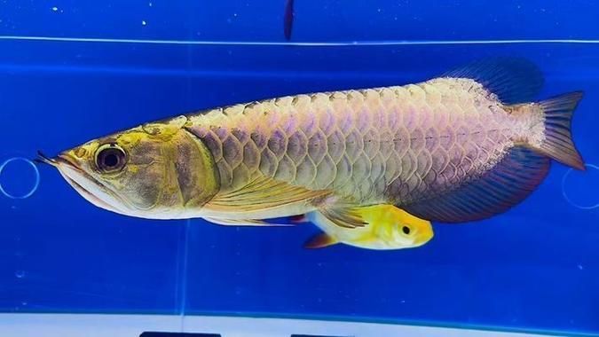 50厘米金龍魚哪個品種最貴，目前市場上最貴的50厘米金龍魚品種，估值3萬元
