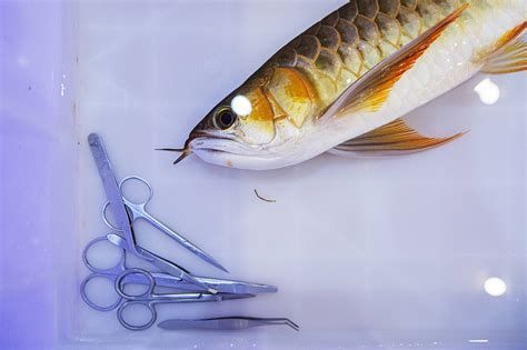 手術刺激法對龍魚須子再生有效嗎？，手術刺激法對促進龍魚須子再生具有顯著效果