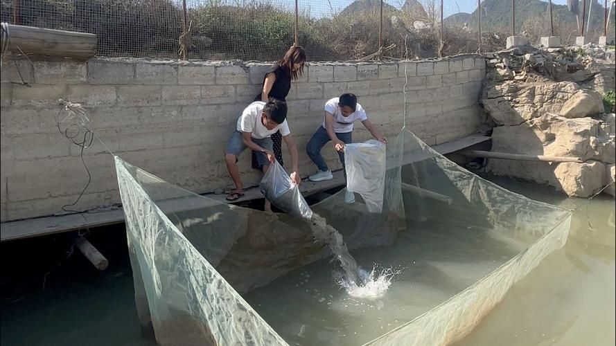 壽縣龍魚的養殖技術有哪些？，壽縣夏季水產養殖技術