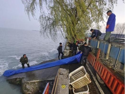壽縣龍魚的養殖技術有哪些？，壽縣夏季水產養殖技術
