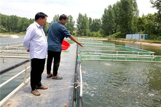 壽縣龍魚的養殖技術有哪些？，壽縣夏季水產養殖技術