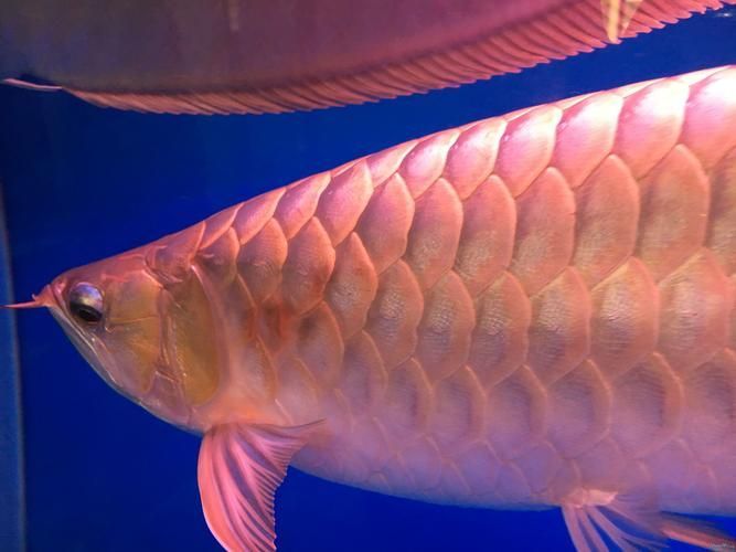 龍魚皮膚潰爛能活多久，關(guān)于龍魚皮膚潰爛病