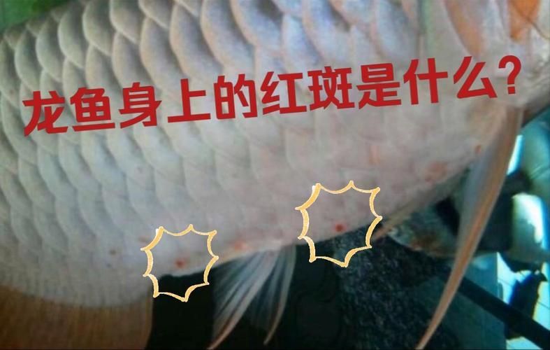 龍魚皮膚潰爛能活多久，關(guān)于龍魚皮膚潰爛病