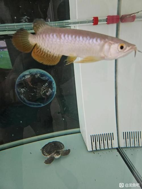 給我一些新興龍魚的圖片，新興龍魚的鑒賞