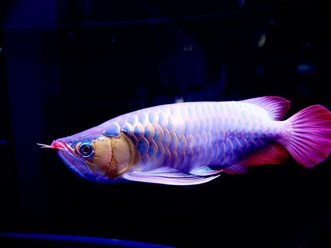 給我一些新興龍魚的圖片，新興龍魚的鑒賞