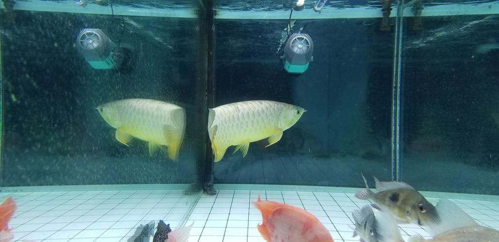 給我推薦幾款立達龍魚的幼魚，立達龍魚幼魚缸裝飾推薦：立達龍魚幼魚