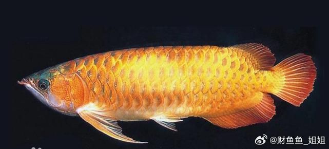 雙須骨舌魚與觀賞性亞洲龍魚有何區別，雙須骨舌魚與觀賞性亞洲龍魚