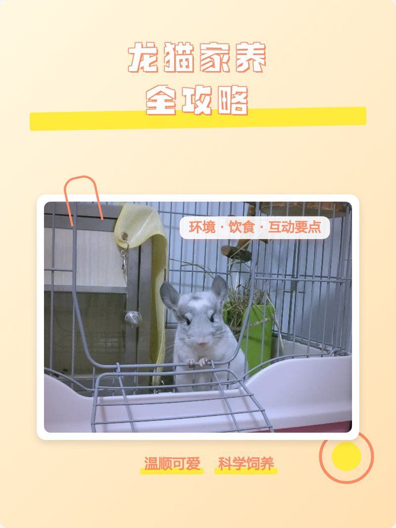 龍貓需要多大的活動空間，加拉帕戈斯象龜理想活動空間應該達到其體長的三倍