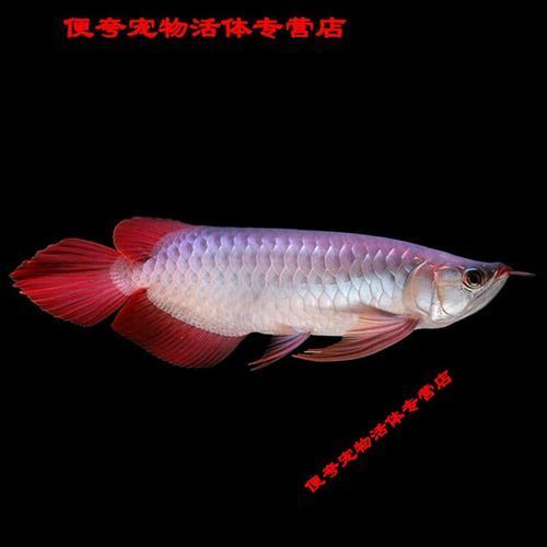 給我推薦幾對(duì)賽級(jí)紅龍魚的圖片示例，賽級(jí)紅龍魚圖片介紹
