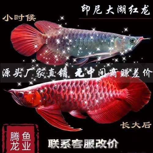 大湖紅龍的市場價格是多少，大湖紅龍魚市場價格普遍在數(shù)萬元以上，而普通亞成魚價格多集中在1000～5000元區(qū)間