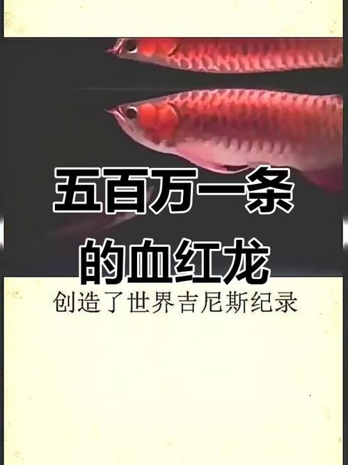 給我一些血紅龍的圖片，世界上最貴的觀賞魚之一，曾被日本買家以60萬美元購得
