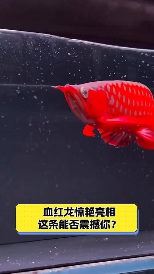 給我一些血紅龍的圖片，世界上最貴的觀賞魚之一，曾被日本買家以60萬美元購得