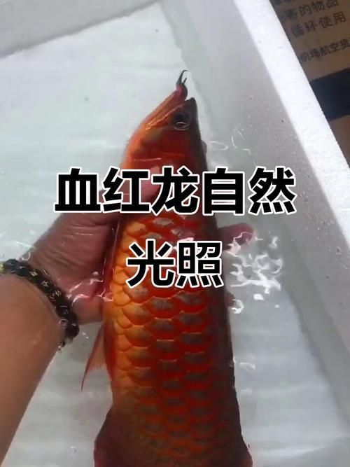 給我一些血紅龍的圖片，世界上最貴的觀賞魚之一，曾被日本買家以60萬美元購得