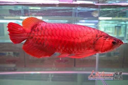 金龍魚(yú)和紅龍魚(yú)有什么區(qū)別？，金龍魚(yú)和紅龍魚(yú)的區(qū)別