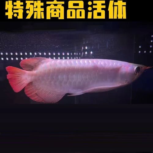 金龍魚(yú)和紅龍魚(yú)有什么區(qū)別？，金龍魚(yú)和紅龍魚(yú)的區(qū)別