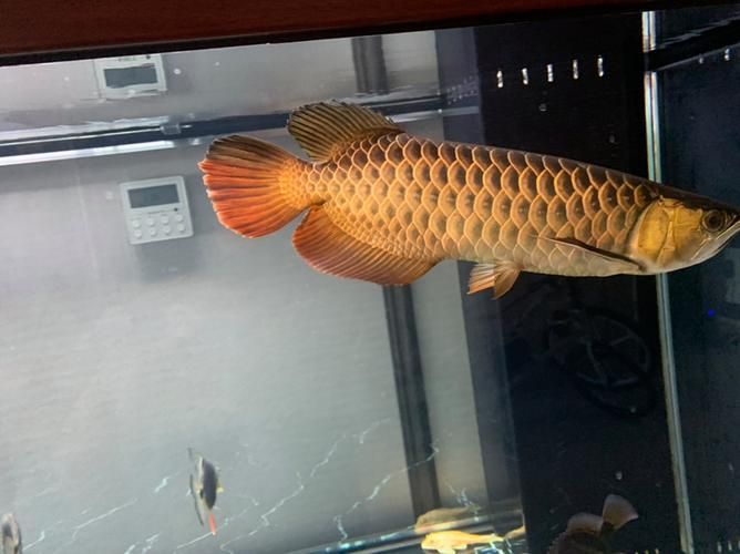 李亞四對中國龍魚繁殖有何影響，亞四對中國龍魚繁殖有何影響？