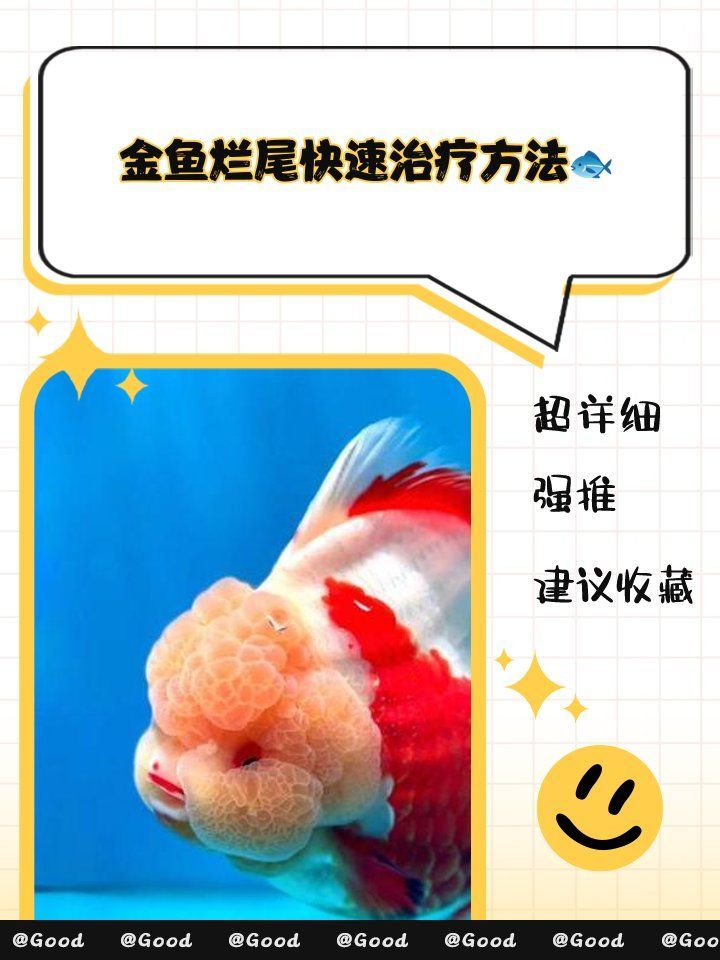 如何治療龍睛金魚的爛尾病，如何治療龍睛金魚爛尾病