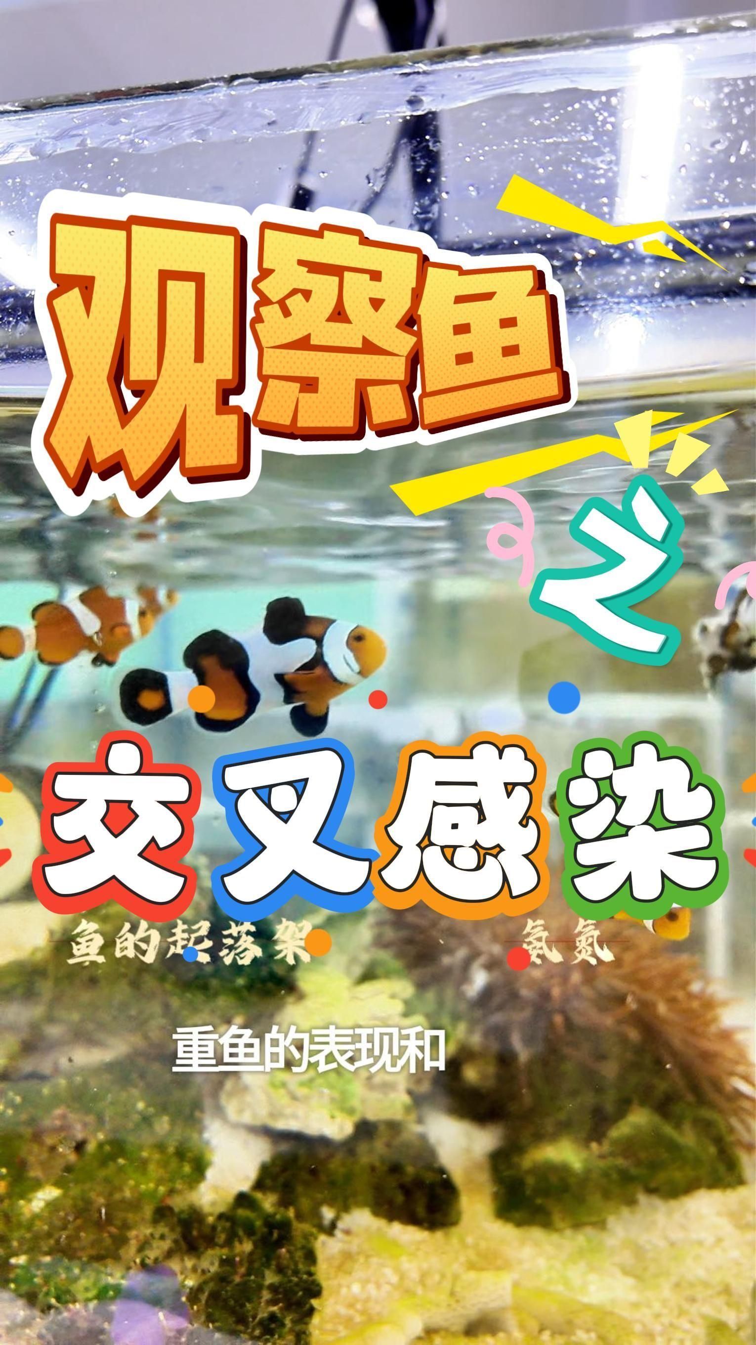 魚交叉感染癥狀有哪些，交叉感染是指一種魚類的病原體侵入另一種魚類