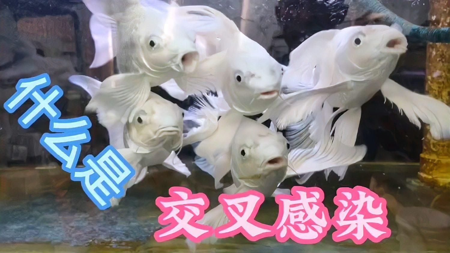 魚交叉感染癥狀有哪些，交叉感染是指一種魚類的病原體侵入另一種魚類