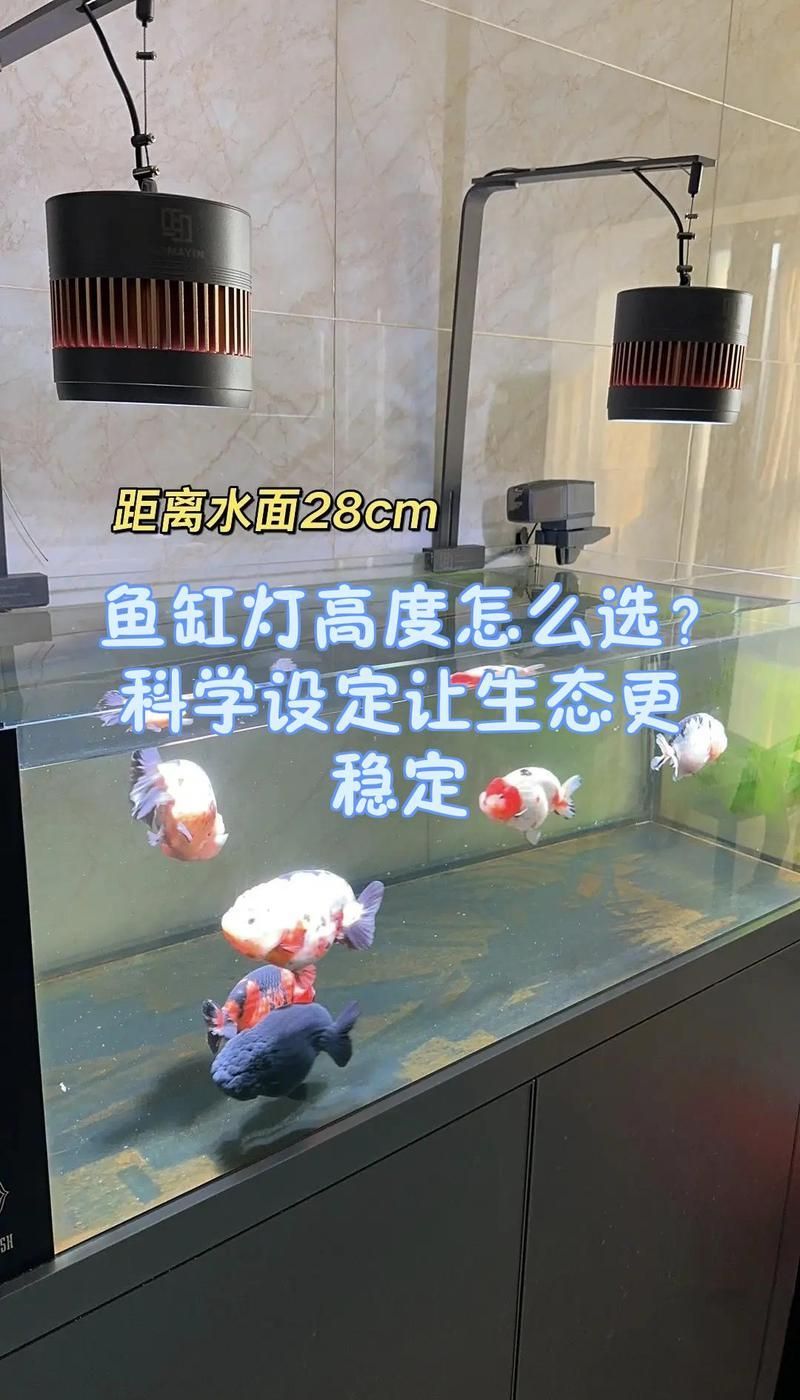 魚缸燈的最佳距離是多少？