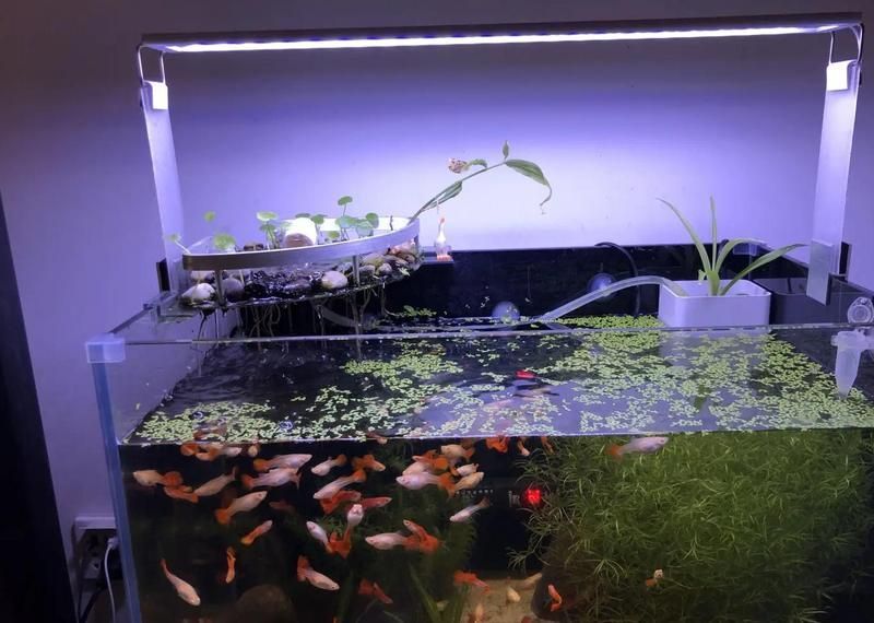 魚缸燈的最佳距離是多少？