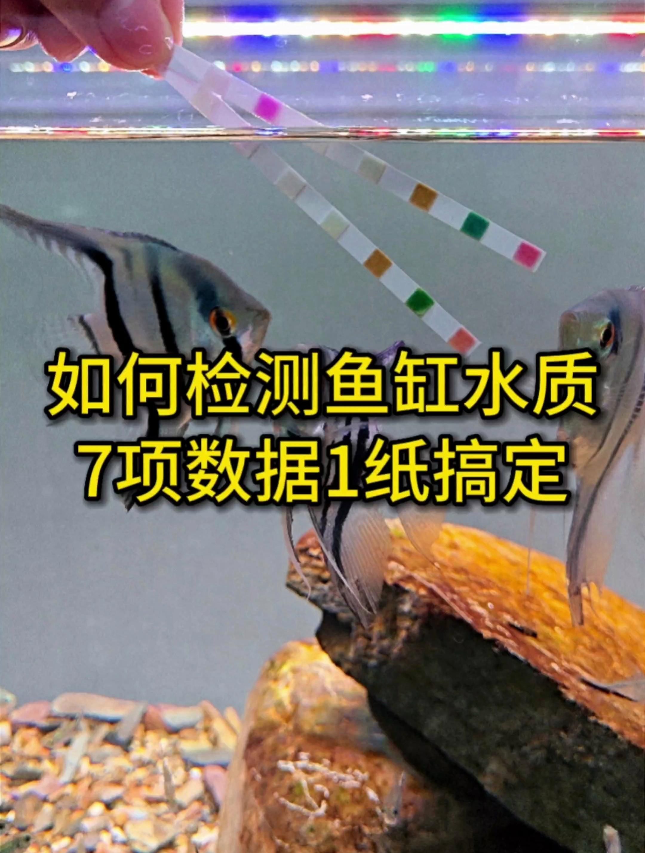 魚趴缸底了最簡單處理，魚趴缸底處理方法