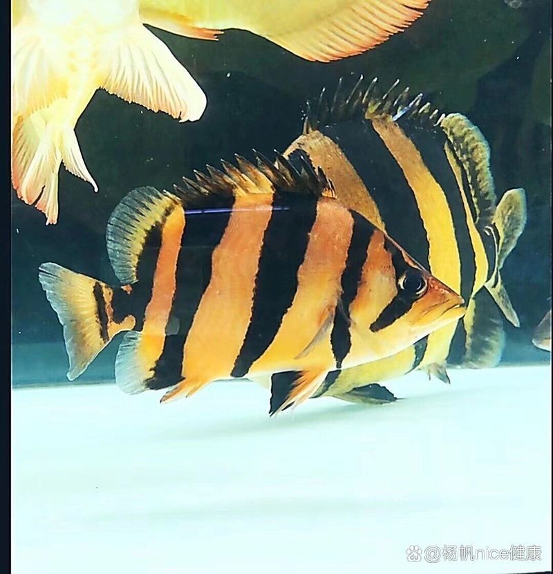 如何判斷魚蒙眼是否嚴重，魚蒙眼怎么辦