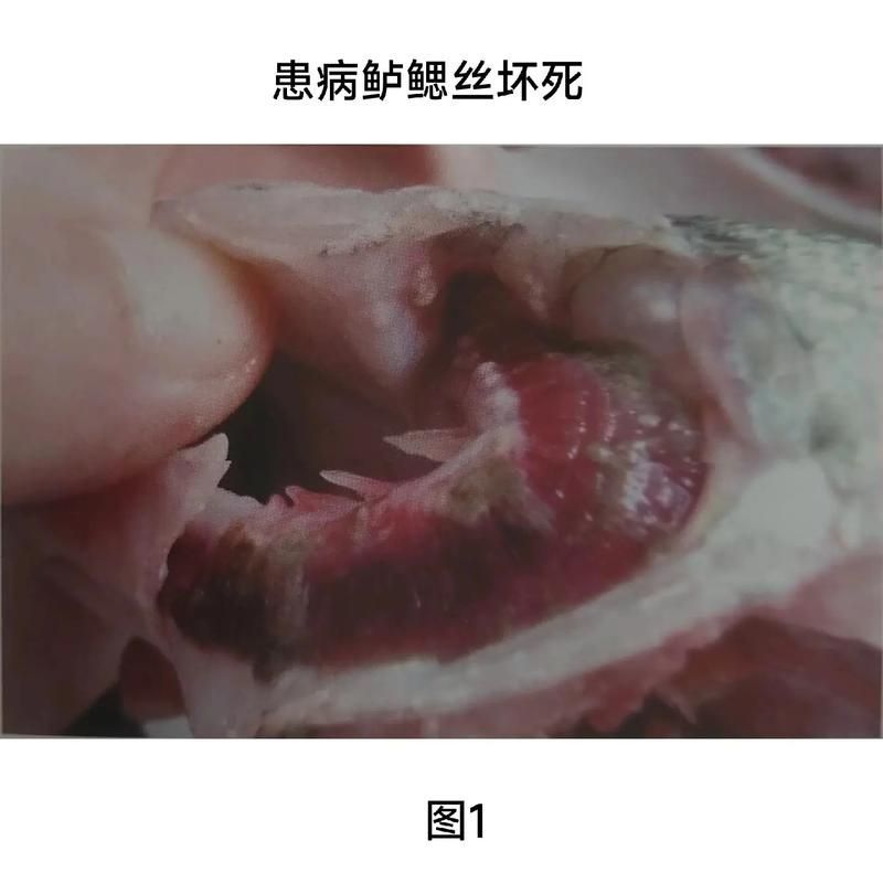 如何判斷龍魚肉疙瘩是否感染？，如何判斷龍魚病變類型