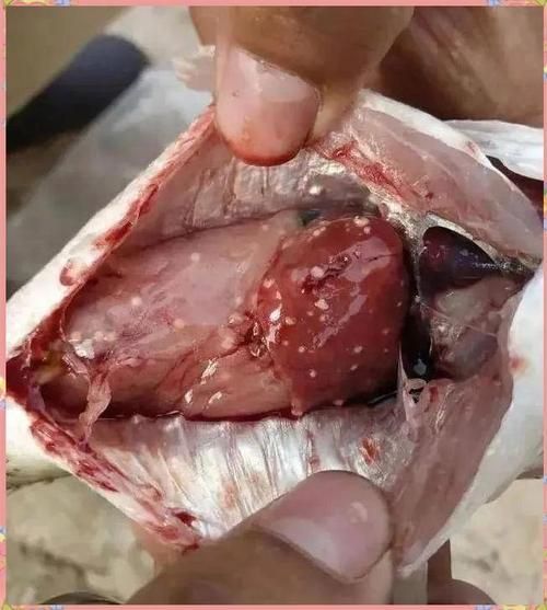 如何判斷龍魚肉疙瘩是否感染？，如何判斷龍魚病變類型