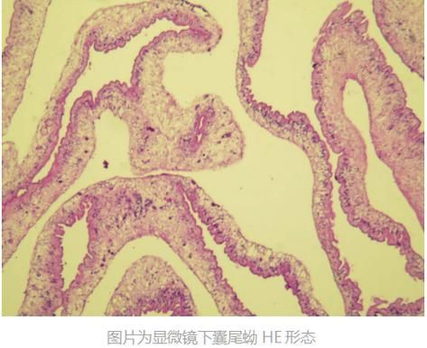 如何判斷龍魚肉疙瘩是否感染？，如何判斷龍魚病變類型