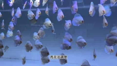 七彩神仙魚蒙眼后多久會恢復(fù)，七彩神仙魚蒙眼后多久恢復(fù)