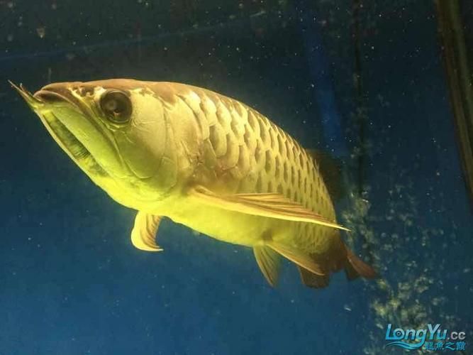龍魚爛鰓圖片，如何預防龍魚爛鰓