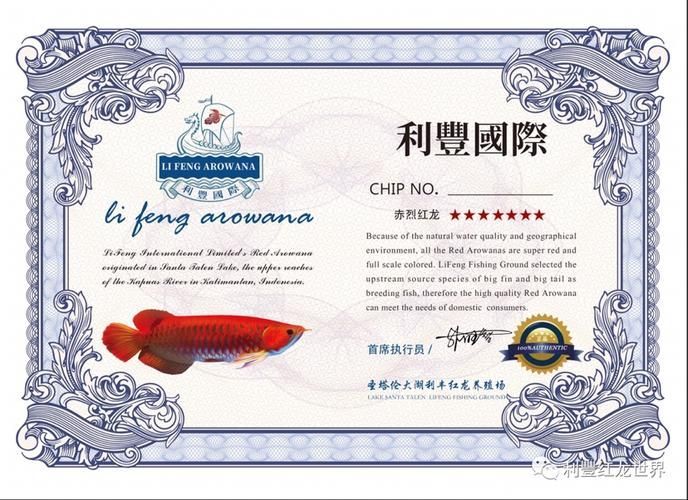 如何鑒別真假紅龍魚芯片證書，如何鑒別紅龍魚芯片證書