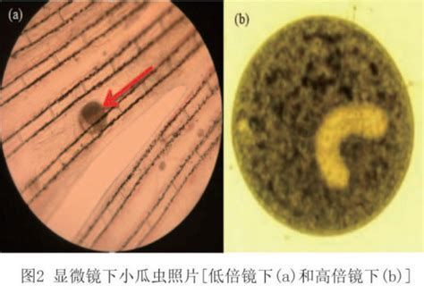 龍魚抖鰭是小瓜蟲嗎？，龍魚抖鰭與小瓜蟲的區(qū)別（arowana）