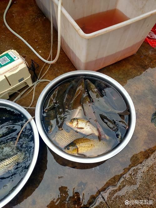 魏縣龍魚養殖技術有哪些？，邯鄲魏縣龍魚養殖技術
