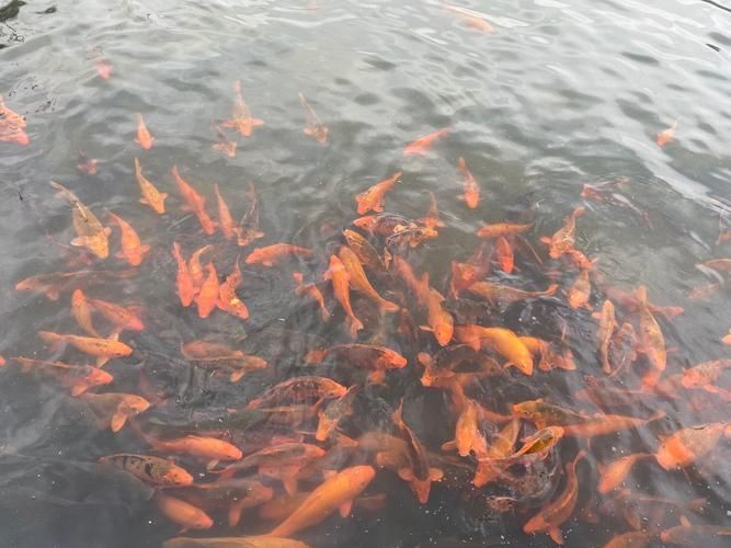 魏縣龍魚養殖技術有哪些？，邯鄲魏縣龍魚養殖技術
