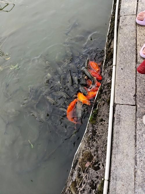 魏縣龍魚養殖技術有哪些？，邯鄲魏縣龍魚養殖技術