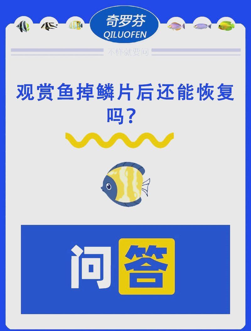 龍魚掉鱗后應該如何治療，龍魚掉鱗后多久能重新長出來，龍魚掉鱗后多久能長出來 龍魚掉鱗后應該如何治療，龍魚掉鱗后多久能重新長出來，龍魚掉鱗后多久能長出來 龍魚百科 第2張