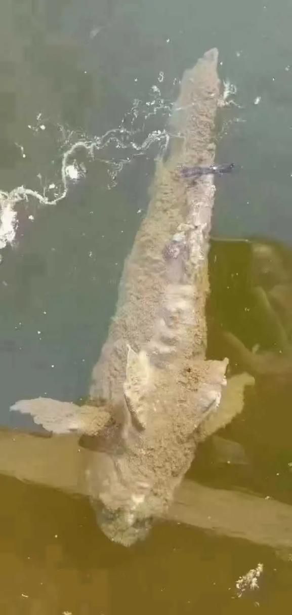 如何判斷魚受傷的程度，如何判斷魚的受傷程度 如何判斷魚受傷的程度，如何判斷魚的受傷程度 龍魚百科 第15張