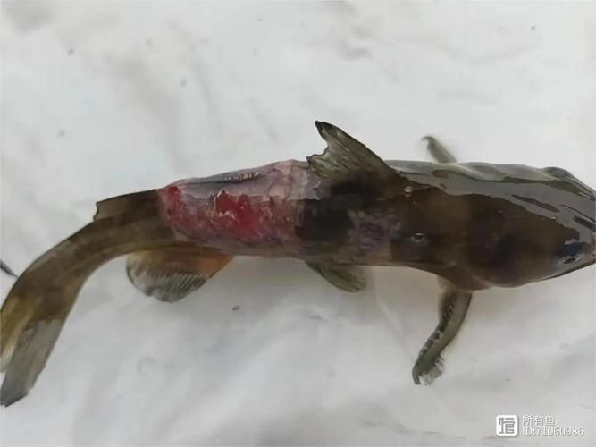如何判斷魚受傷的程度，如何判斷魚的受傷程度 如何判斷魚受傷的程度，如何判斷魚的受傷程度 龍魚百科 第10張