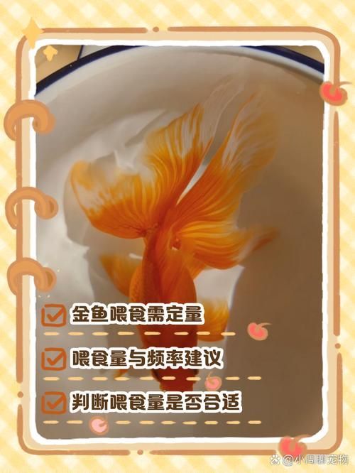 如何預防金魚大肚子炸鱗的發生，關于金魚“大肚子炸鱗”的一些建議