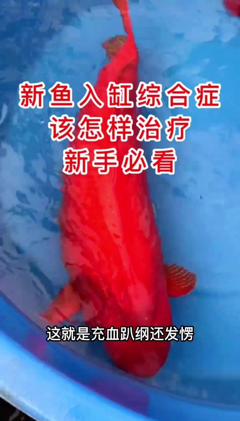 魚趴缸期間可以用藥嗎，新魚入缸趴缸老李教你正確應對“一滴藥救活一條魚”